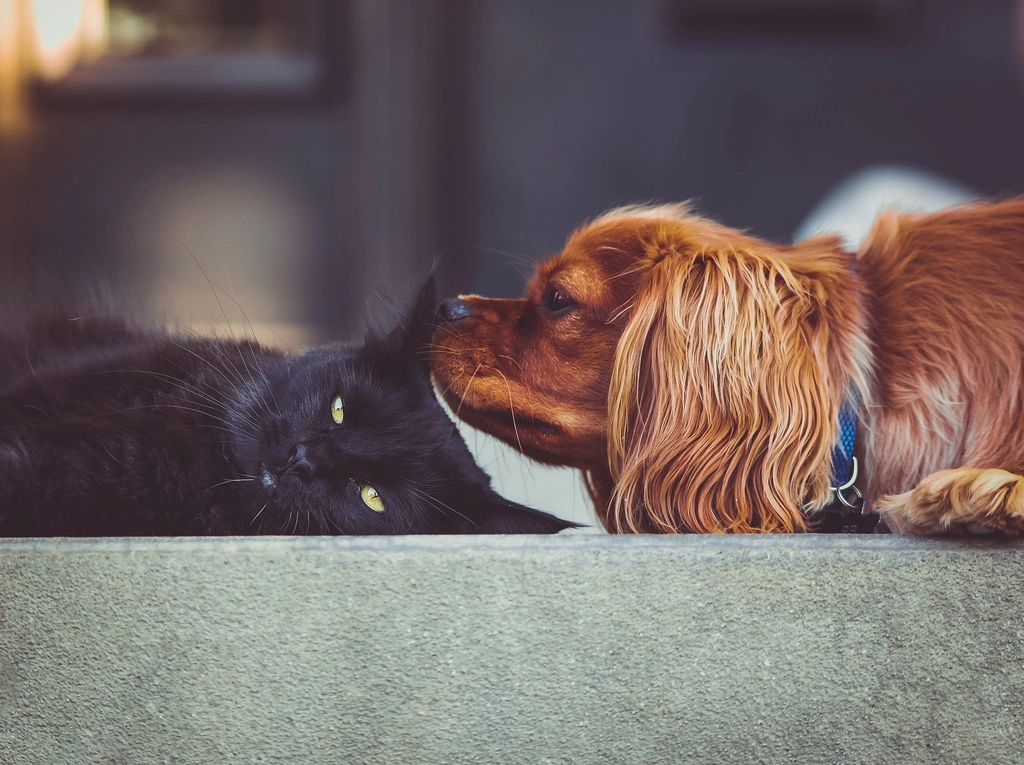 顔を寄せ合って並んで休んでいる黒い猫と、耳の長い茶色の犬